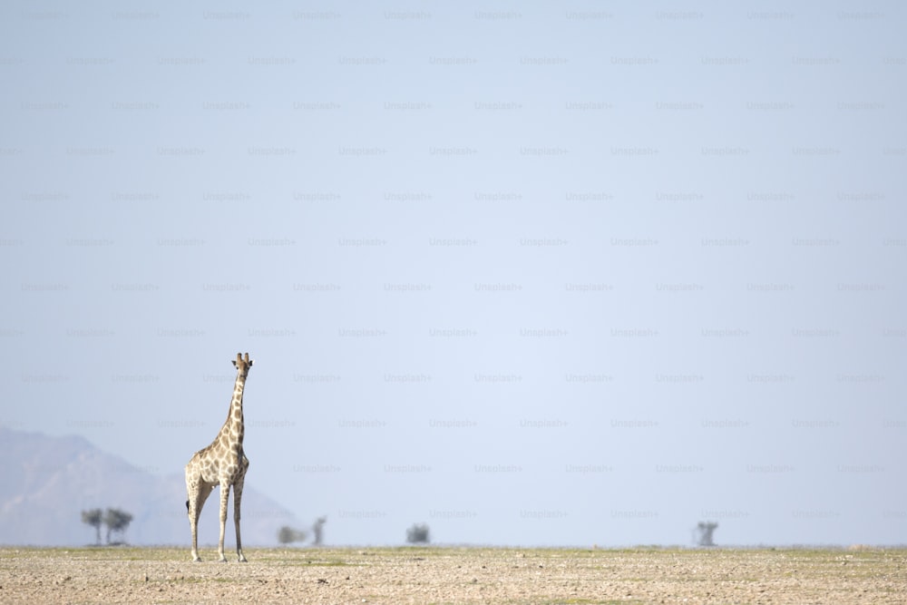 A giraffe in an open desert plain