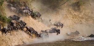 Gnus laufen zum Fluss Mara. Große Migration. Kenia. Tansania. Masai Mara Nationalpark. Eine ausgezeichnete Illustration.