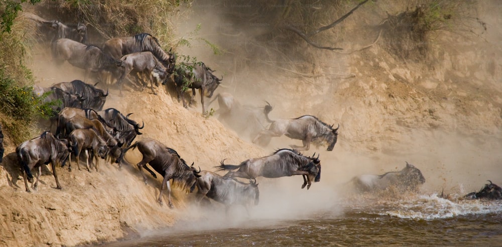 Gli gnu corrono verso il fiume Mara. Grande Migrazione. Kenia. Tanzania. Parco Nazionale del Masai Mara. Un'ottima illustrazione.