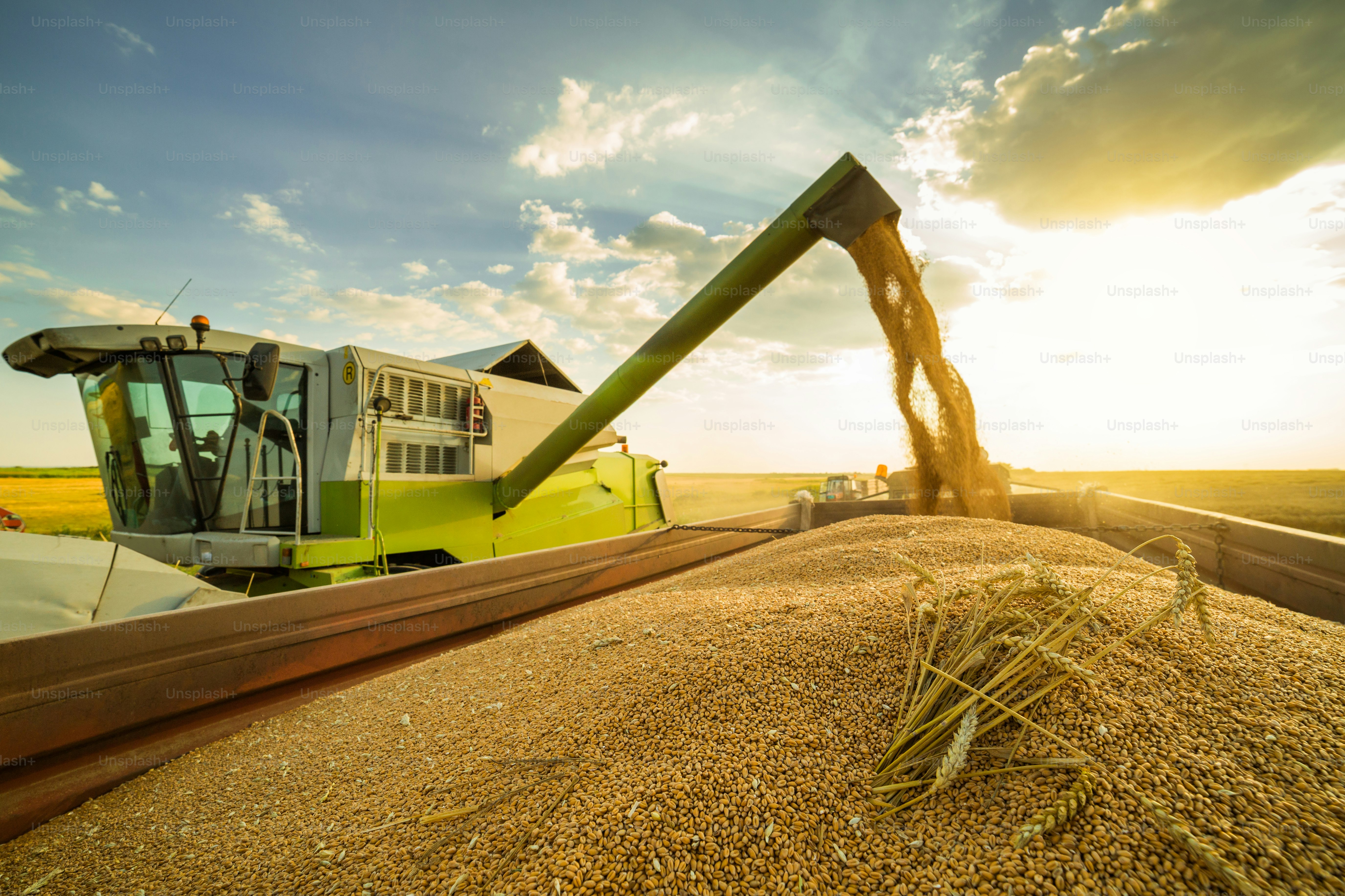 Combine harvester in action on wheat field