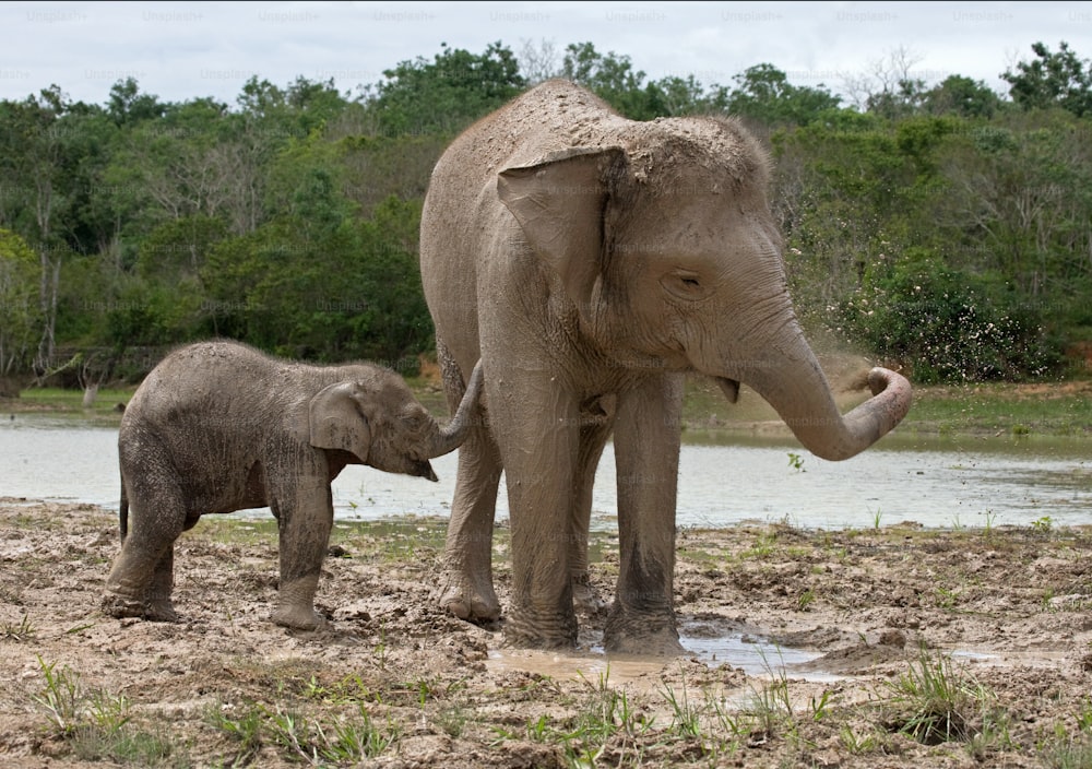 아시아 코끼리의 엄마와 아기. 인도네시아. 수마트라. 웨이 캄바스 국립공원. 훌륭한 삽화.