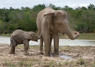 Baby mit Mama des asiatischen Elefanten. Indonesien. Sumatra. Weg Kambas Nationalpark. Eine ausgezeichnete Illustration.
