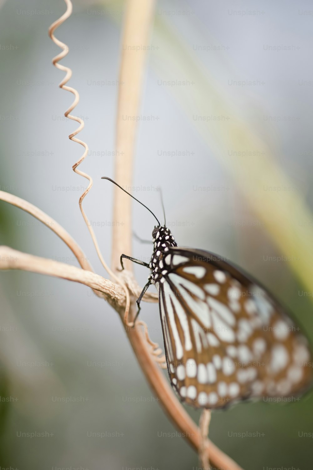 Mariposa ninfa arbórea Idea Leuconoe