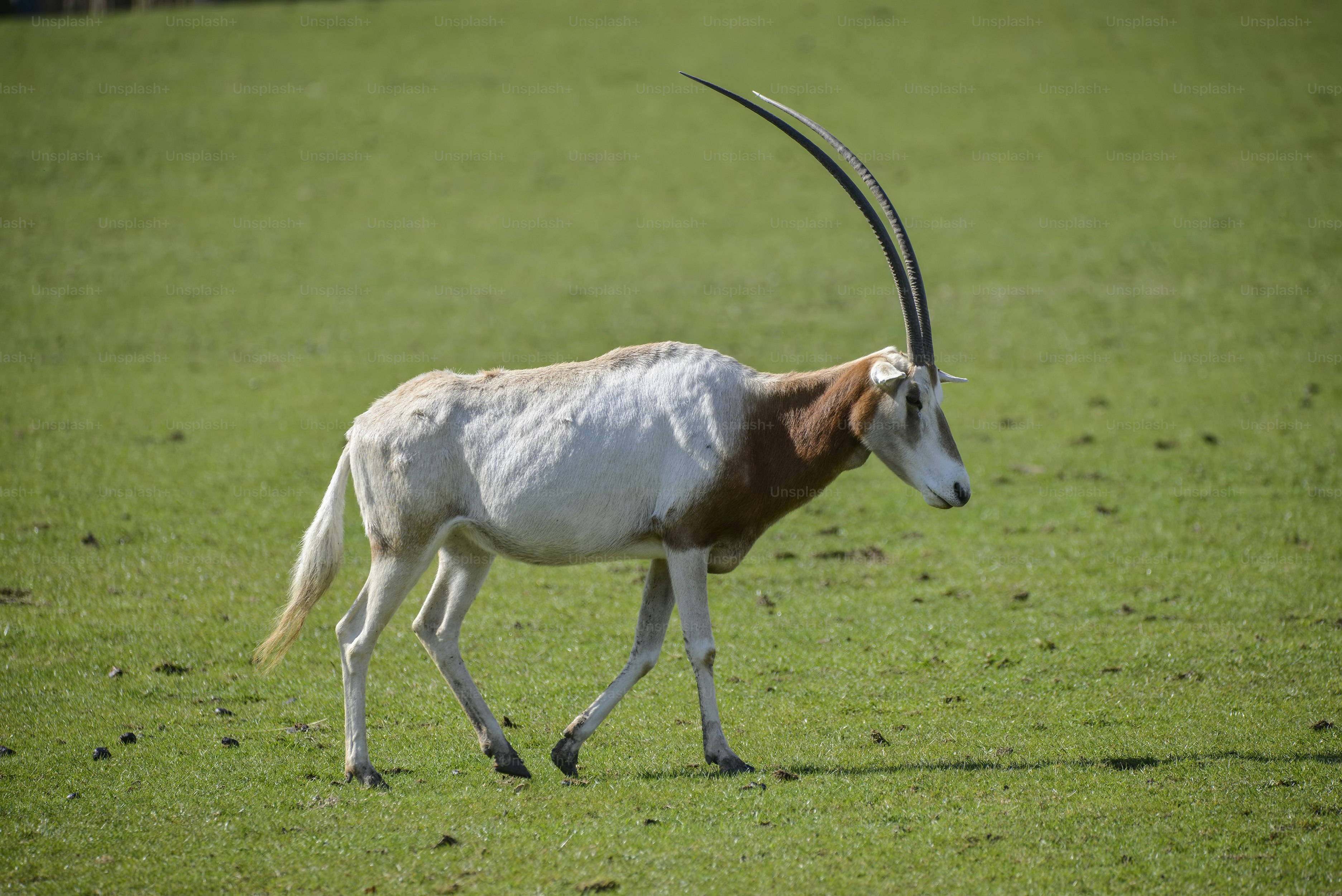 impala