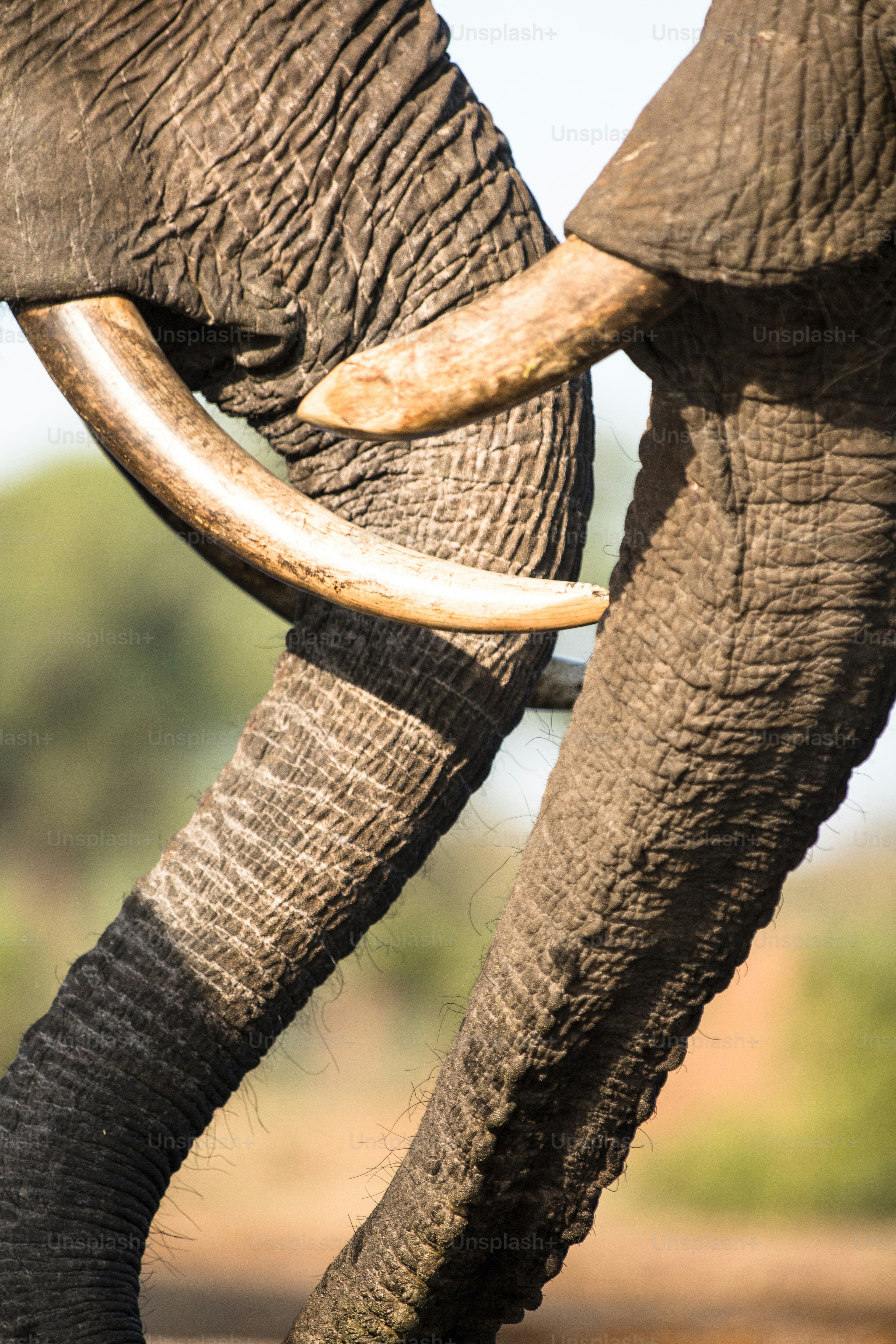 Détails de l’éléphant