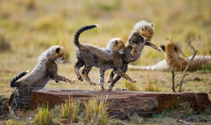 I cuccioli di ghepardo giocano tra loro nella savana. Kenia. Tanzania. Africa. Parco nazionale. Serengeti. Masai Mara. Un'ottima illustrazione.