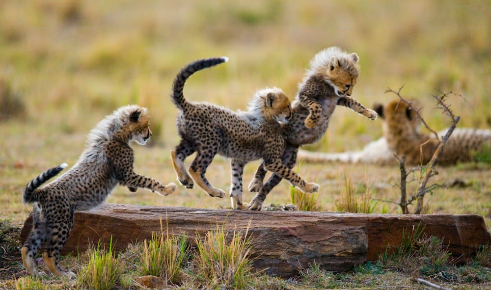 Los cachorros de guepardo juegan entre sí en la sabana. Kenia. Tanzania. África. Parque nacional. Serengeti. Masái Mara. Una excelente ilustración.