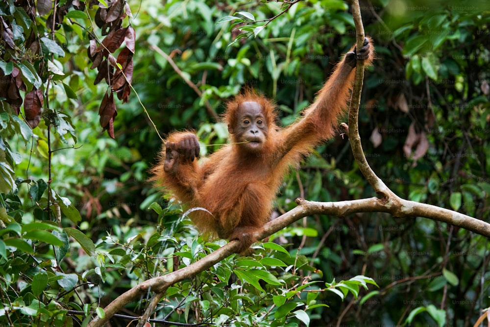 Ritratto di un cucciolo di orango. Primo piano. Indonesia. L'isola di Kalimantan (Borneo). Un'ottima illustrazione.