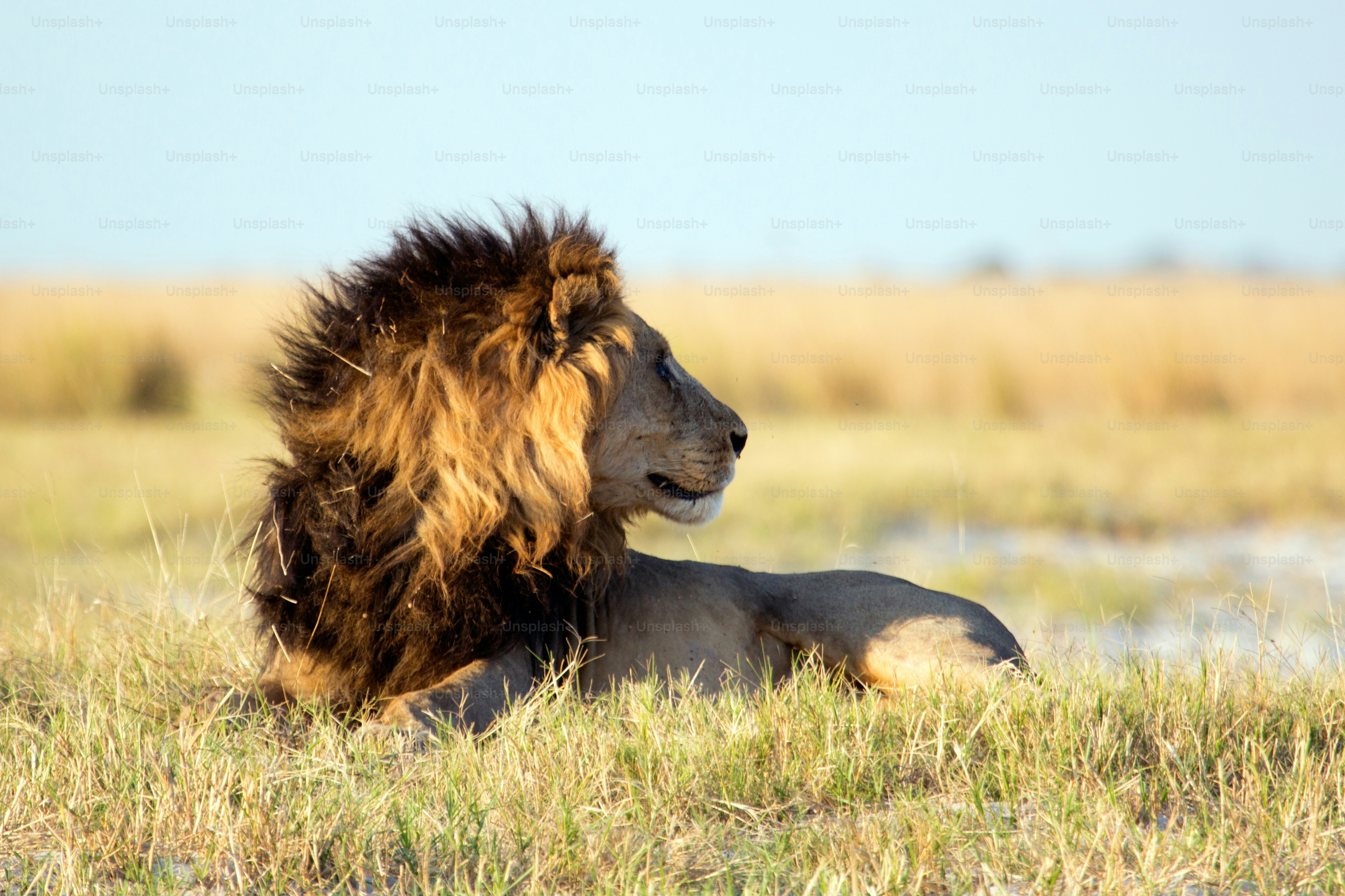 Lion in the bush veld