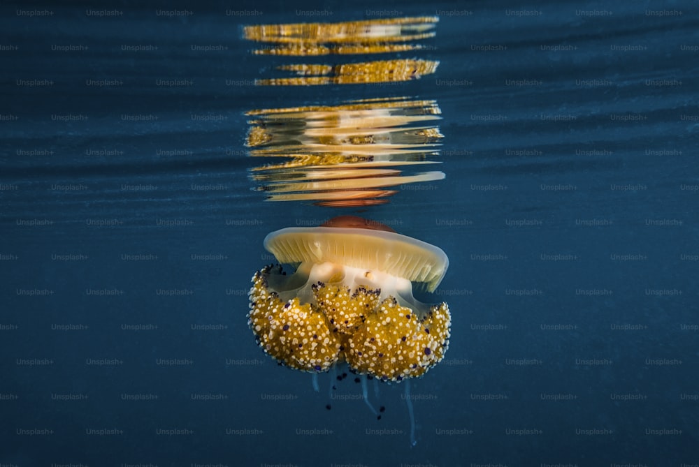 A jellyfish in Aegean sea in Turkey