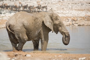 Elephant at the Okaukuejo water hole