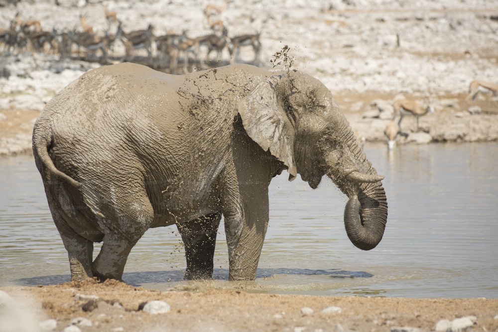 Elefante en el pozo de agua de Okaukuejo
