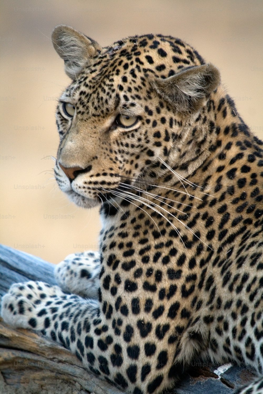 Leopardo olhando para longe da presa