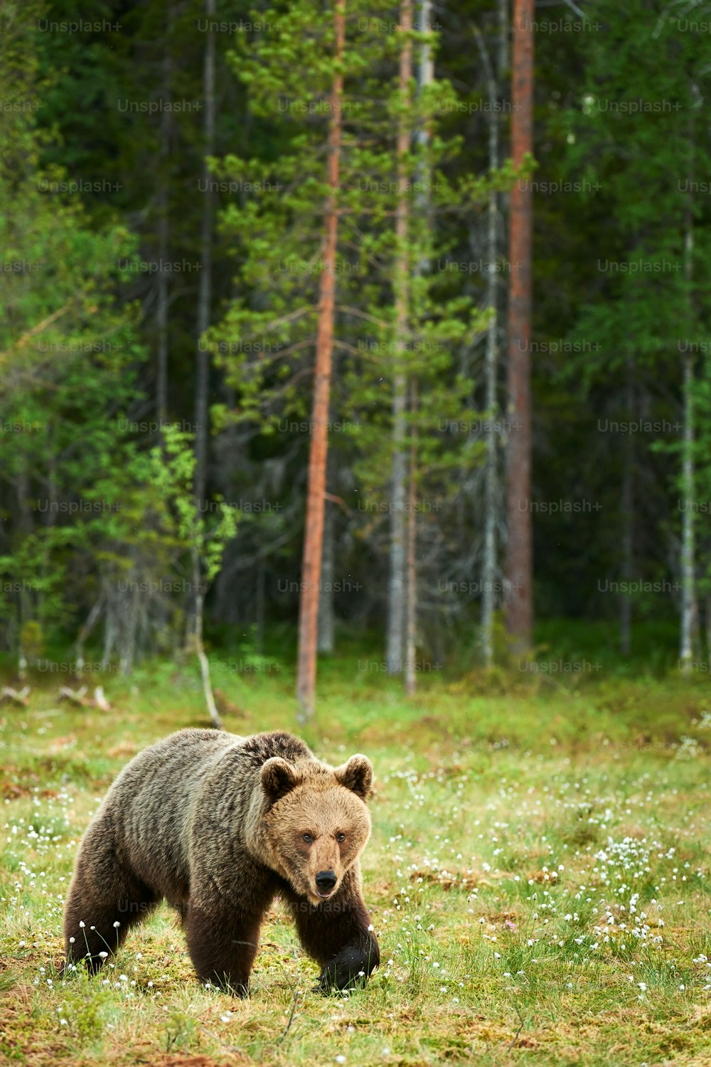 Wild brown bear walking in the green finnish taiga