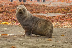 Un lobo marino antártico en la isla Soth Georgio