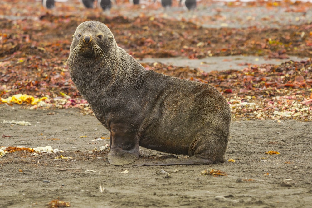 Une otarie à fourrure de l’Antarctique sur l’île de Soth Georgio