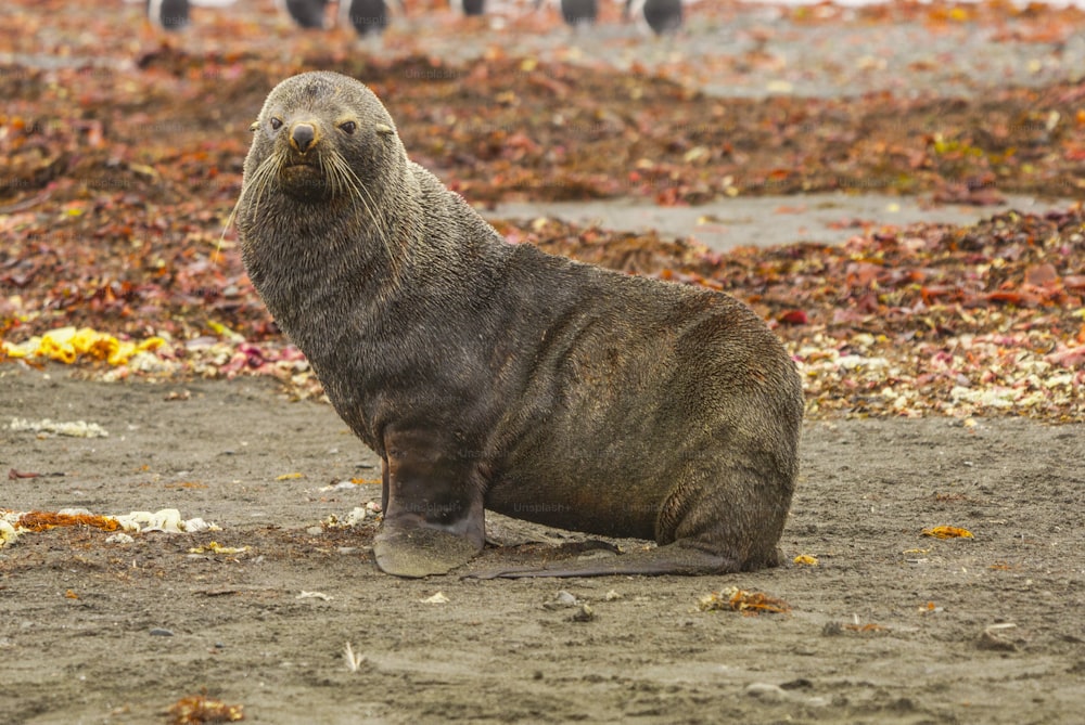 An Antarctic fur Seal in Soth Georgio Island