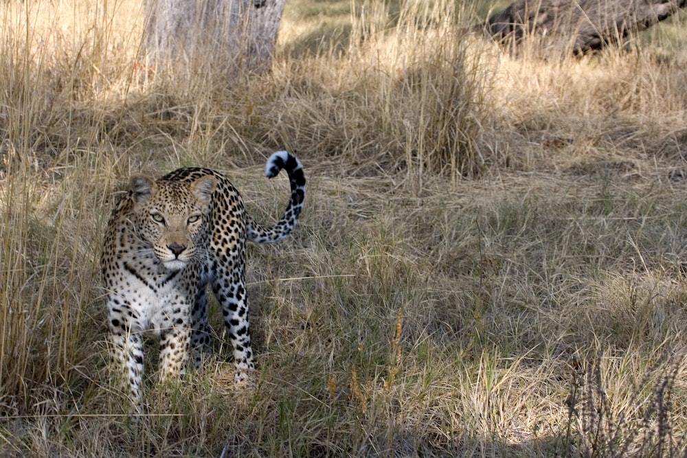 Leopardo na grama
