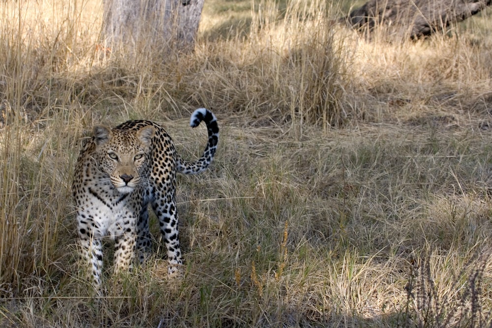 Leopard in the grass