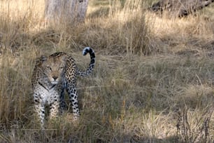 Leopardo na grama