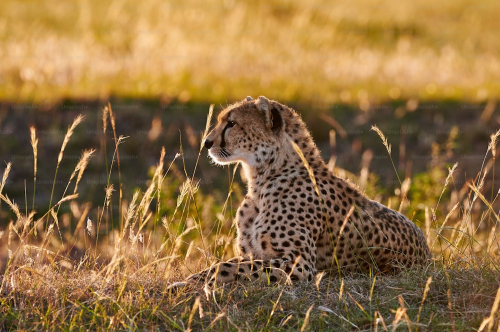 Ghepardo femmina sdraiato nell'erba, fotografato in controluce
