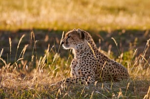 Female cheetah lying in the grass, photographed in backlight