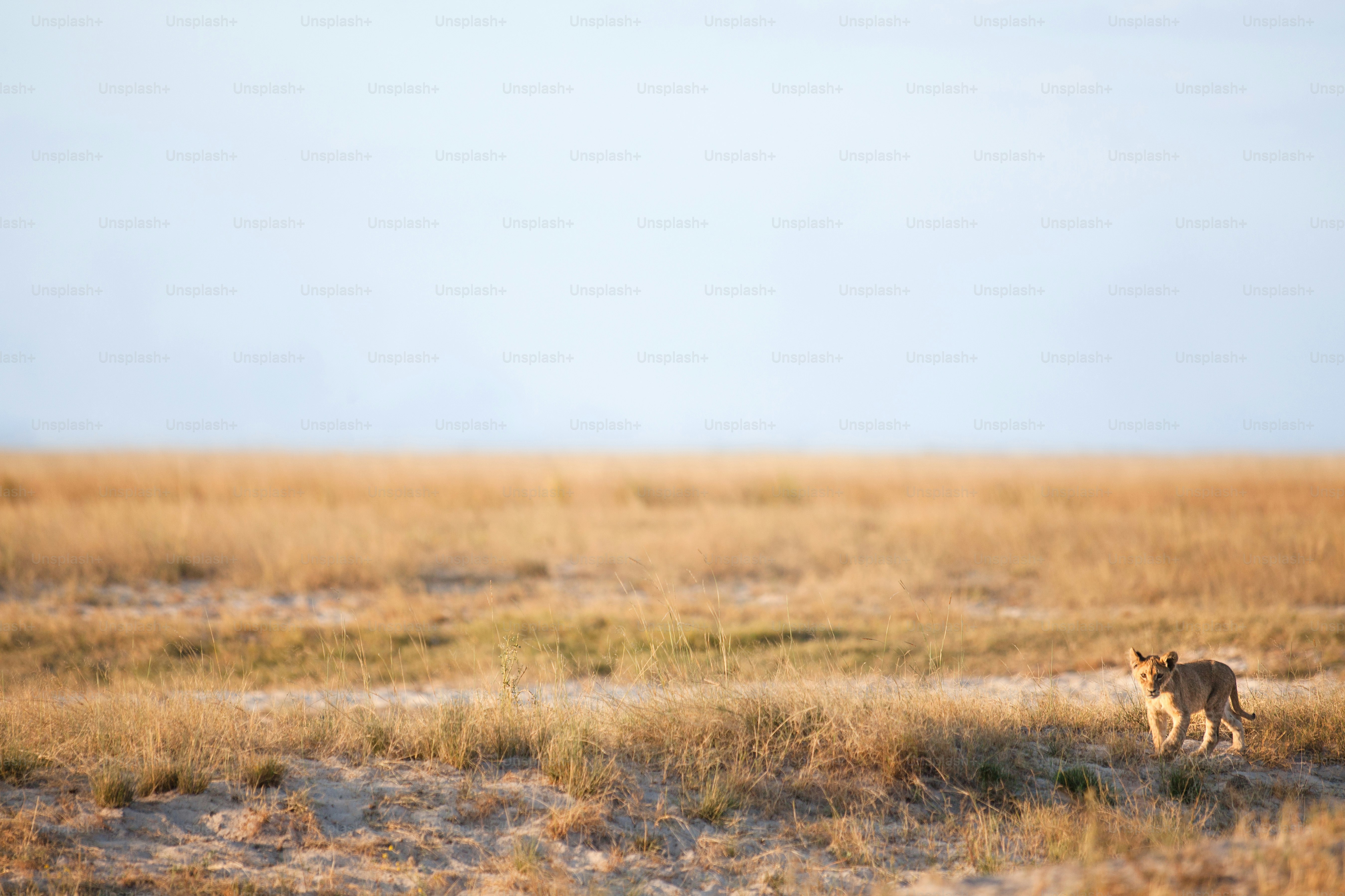 Lion cub walking in the veld