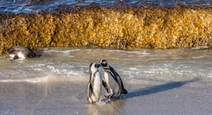 Baciare i pinguini africani sulla spiaggia. Pinguino africano ( Spheniscus demersus) noto anche come pinguino jackass e pinguino dai piedi neri. Colonia di massi. Città del Capo. Sud Africa