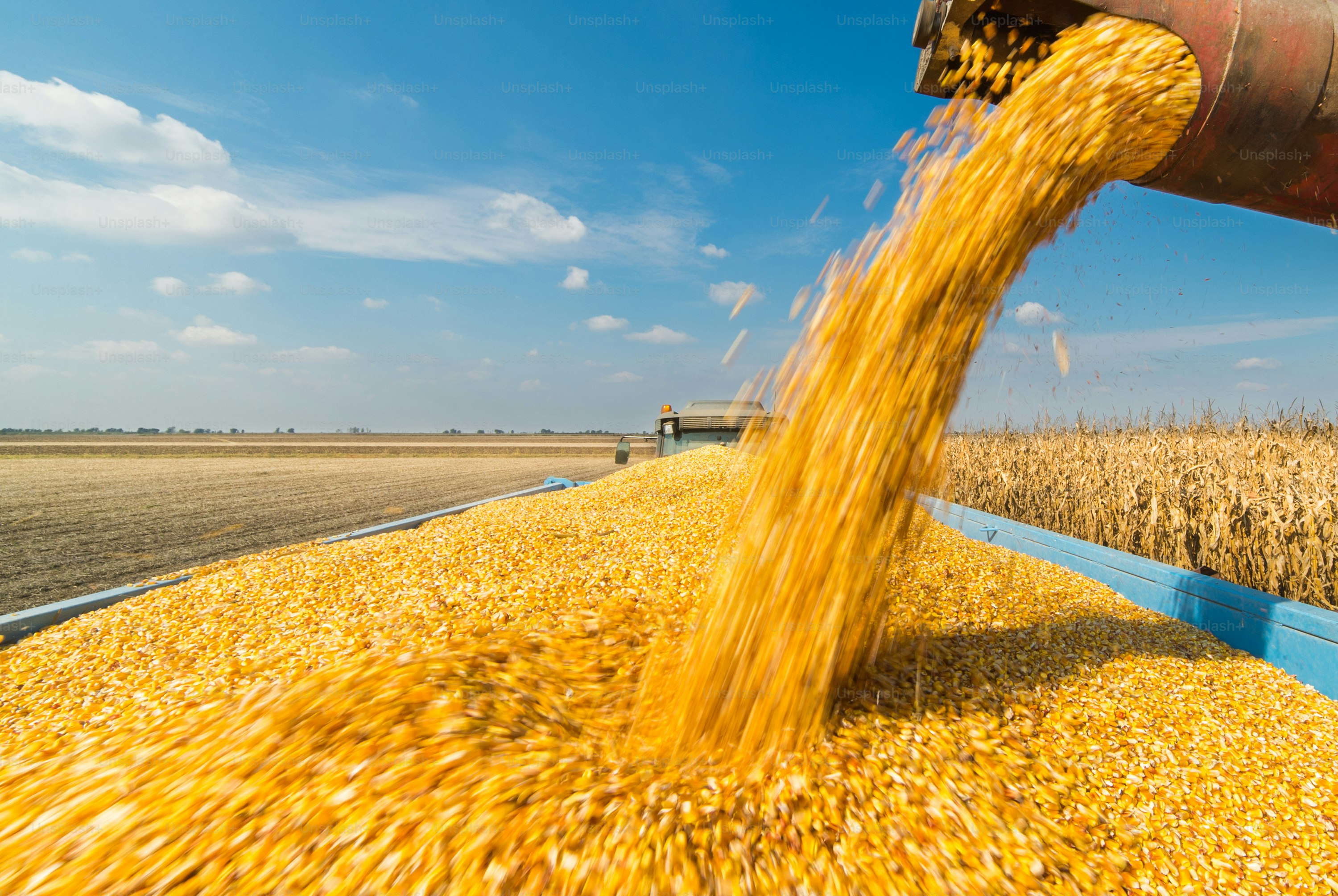 Verter grano de maíz en el remolque del tractor después de la cosecha