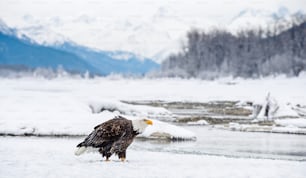 El águila calva ( Haliaeetus leucocephalus ) se sienta sobre la nieve. Alaska