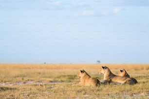 Lion in the bush veld