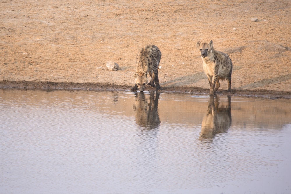 Hyenas drinking