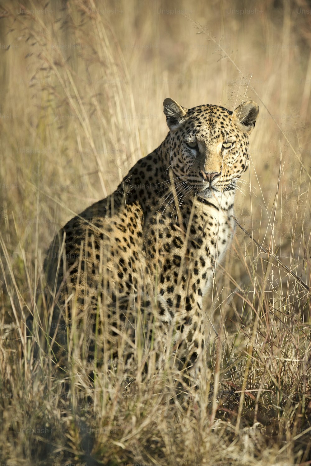 Retrato de um leopardo