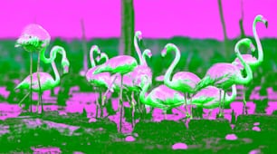 American Flamingos or Caribbean flamingos ( Phoenicopterus ruber ruber). Colony of Flamingo on the  nests. Rio Maximo, Camaguey, Cuba.