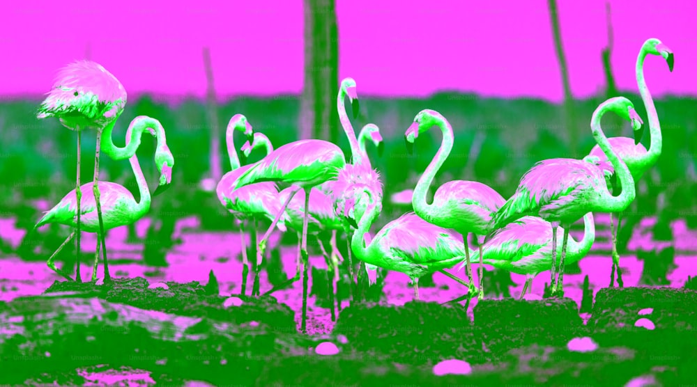 Amerikanische Flamingos oder karibische Flamingos ( Phoenicopterus ruber ruber). Kolonie von Flamingo auf den Nestern. Rio Maximo, Camagüey, Kuba.