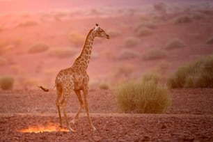 A Giraffe in Palmwag Concession, Namibia.