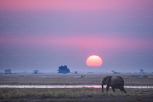 Elefant bei Sonnenuntergang