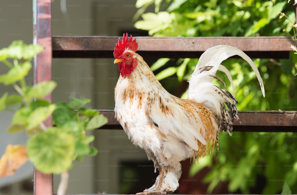 Gallo y gallinas al sol