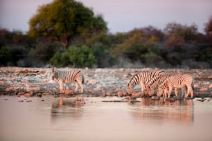 Zebras drinking at a water hole.