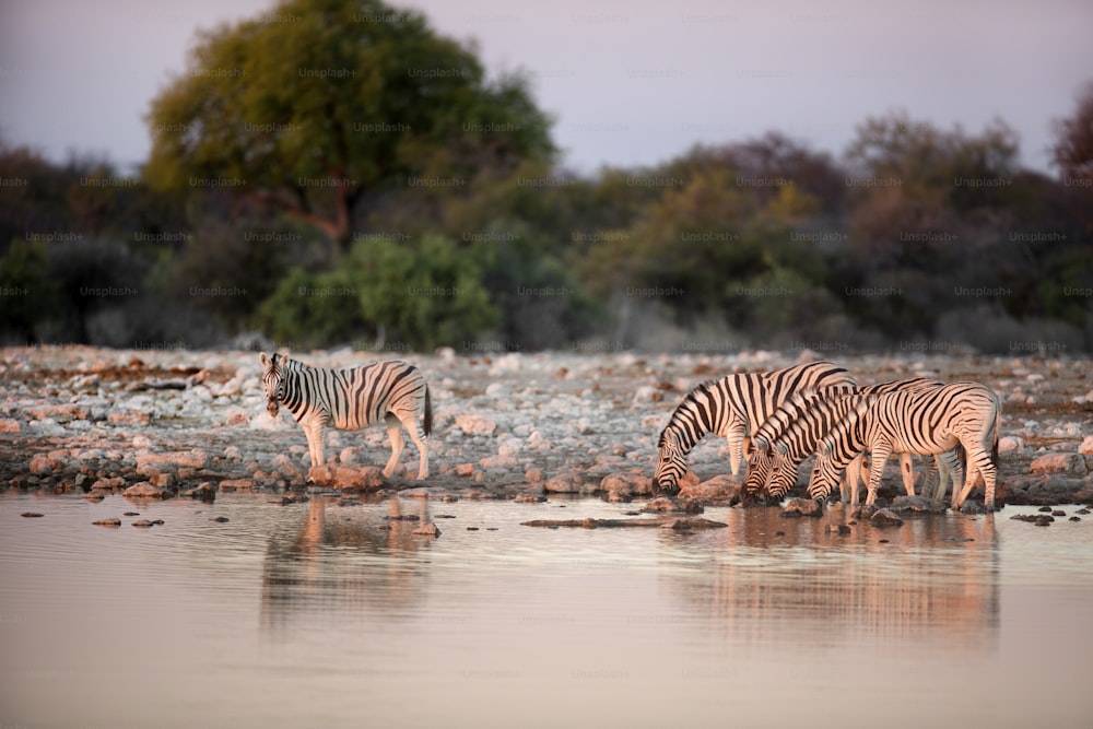 Zebras drinking at a water hole.