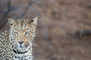 Leopardo acechando a su presa.