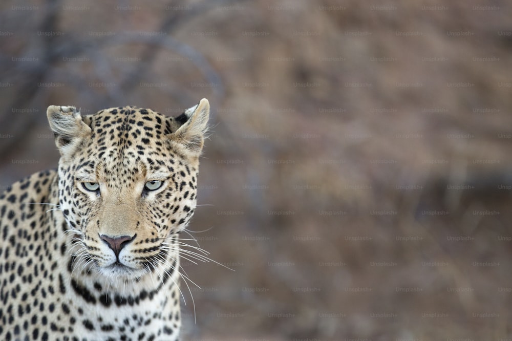 Leopard stalking prey.