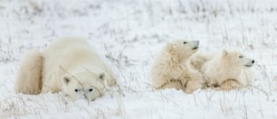 Eisbärin mit Jungen. Eisbärenmutter (Ursus maritimus) mit zwei Jungen