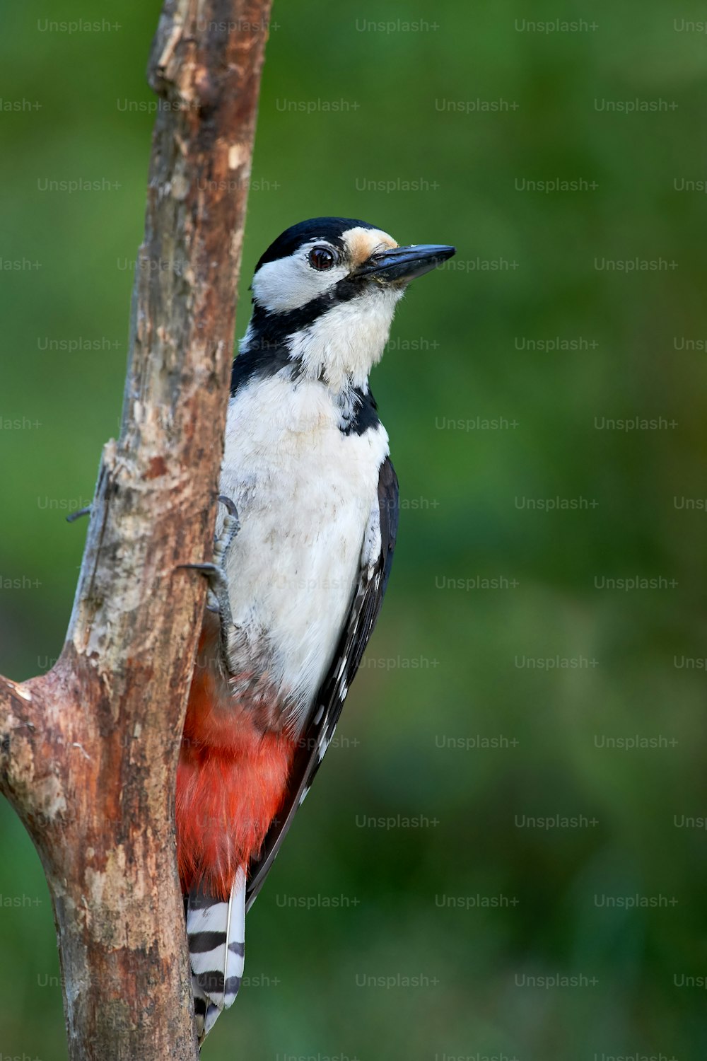 Great spotted Woodpecker perched on a birch branch