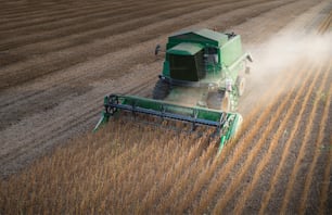 Harvesting of soy bean field with combine