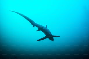 Uno squalo volpe a Malapascua