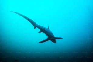 A thresher shark in Malapascua