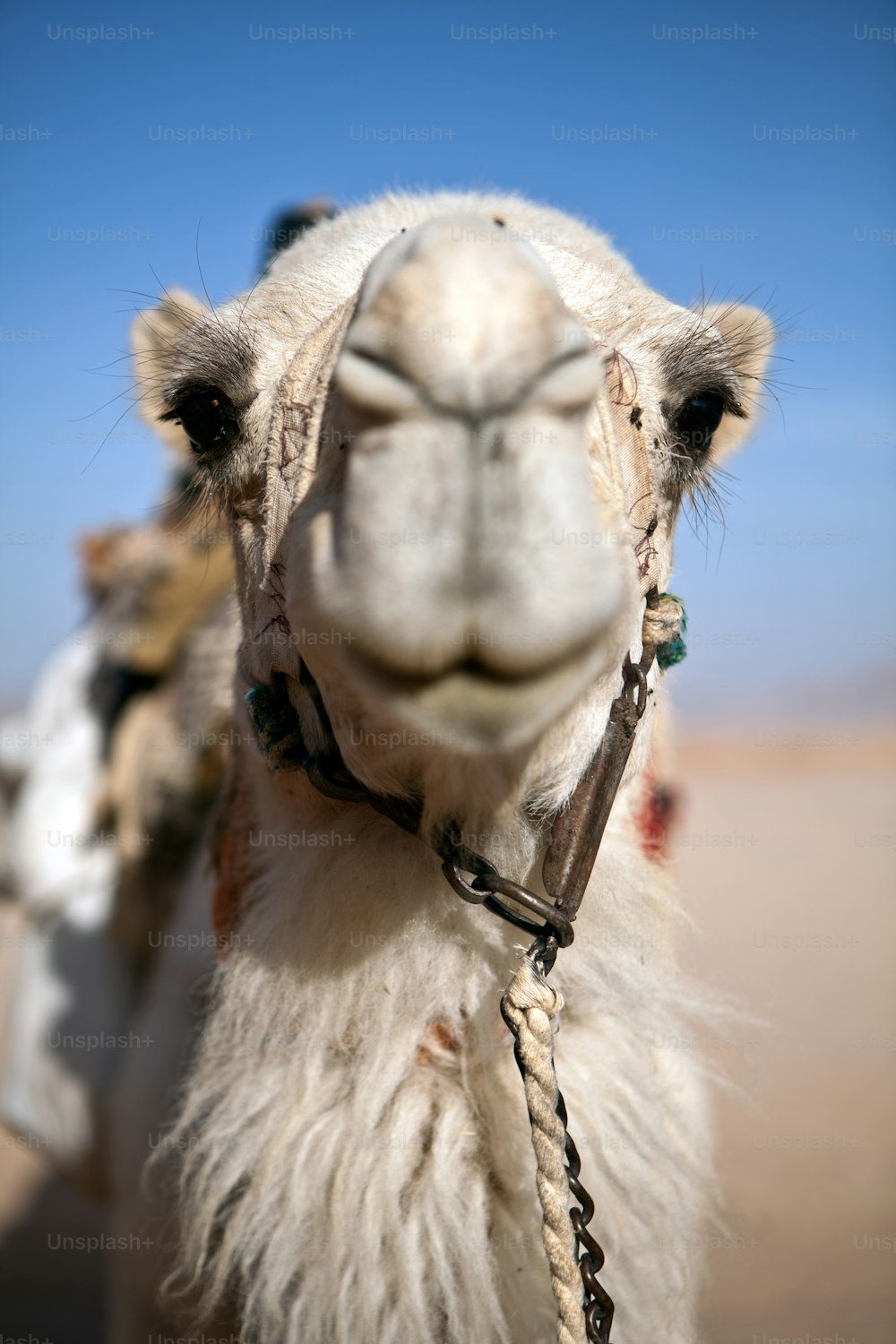 Cabeça de camelo com pequena profundidade de campo