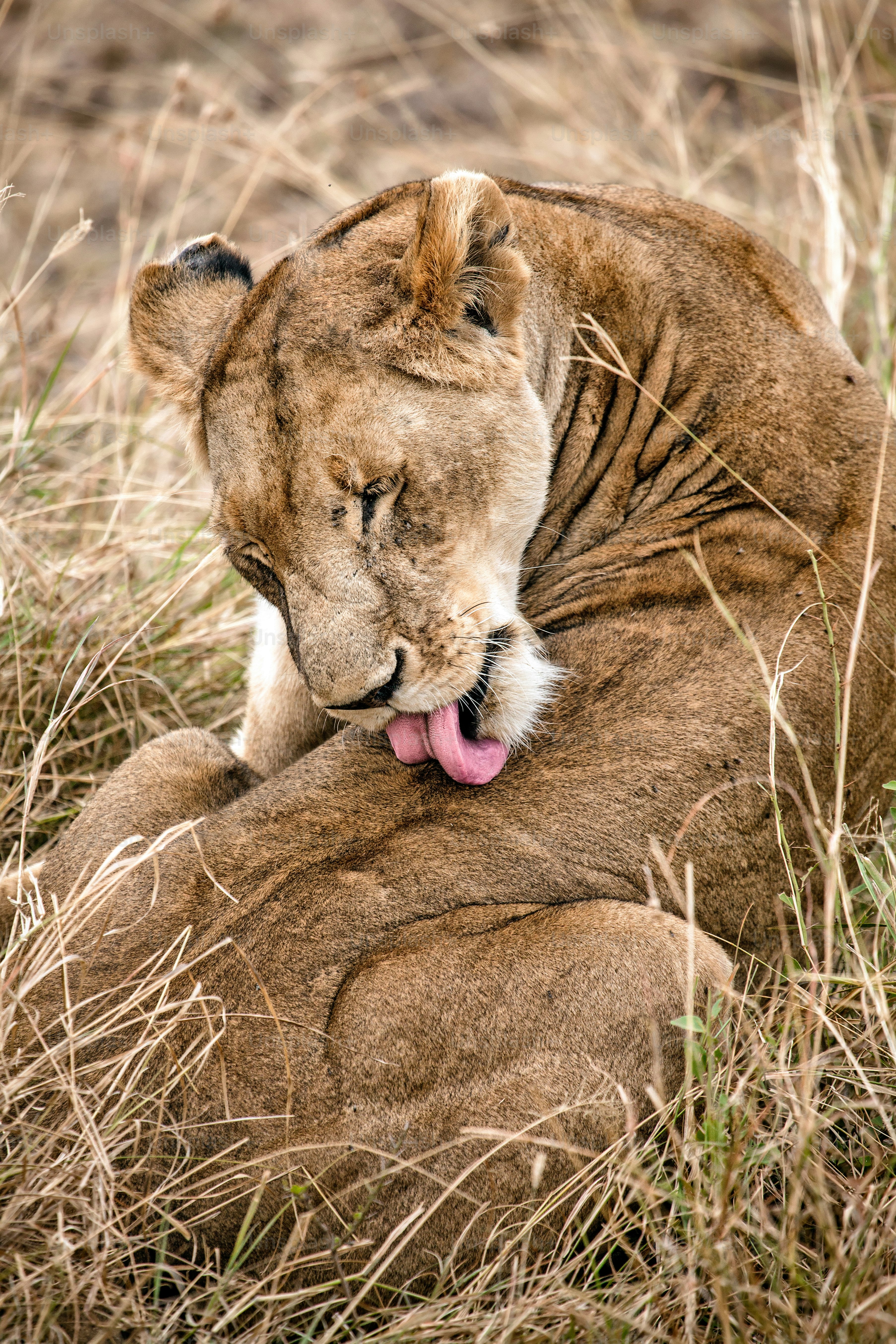 Lioness cleaning herself