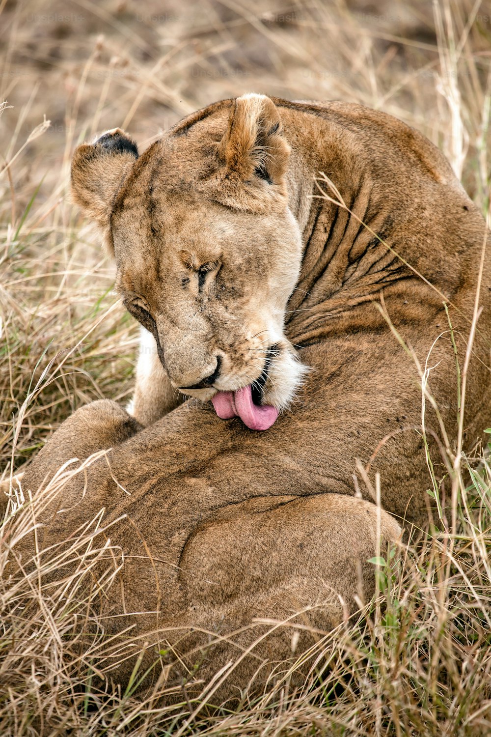 Lioness cleaning herself